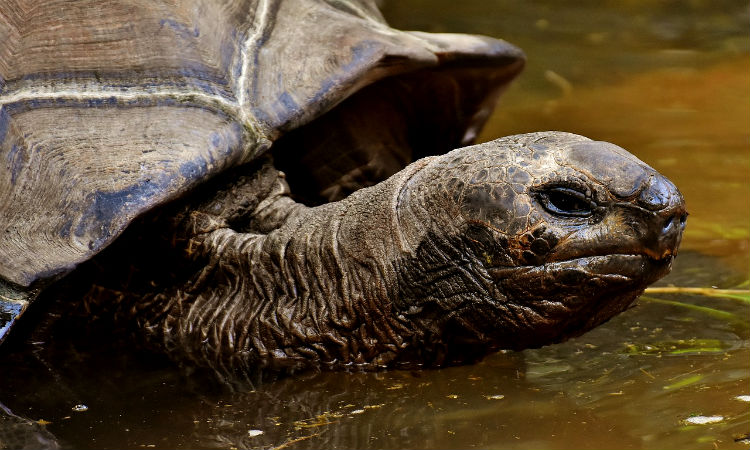 La tortuga más grande del mundo vivió en Colombia y pesaba más de una tonelada