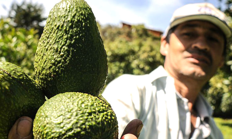 Los sellos que tienen al aguacate hass colombiano como proveedor mundial