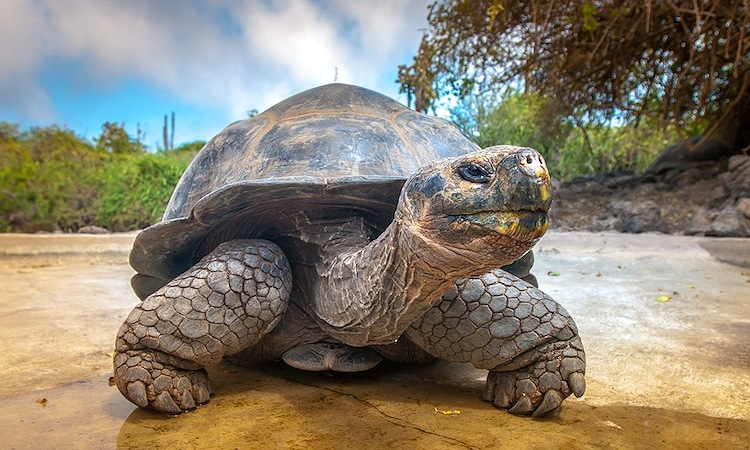Descubren una nueva especie de tortuga gigante en las Islas Galápagos