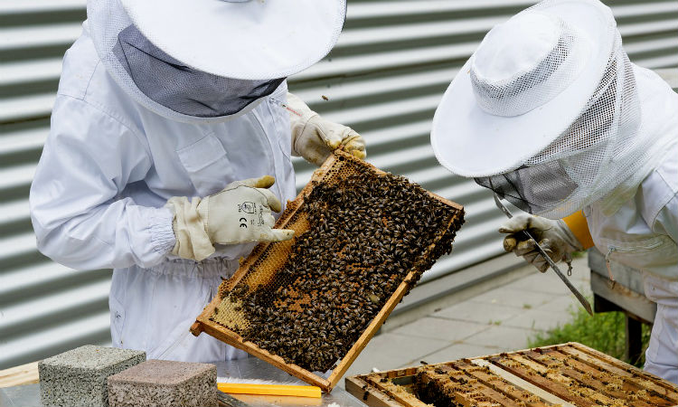 Investigarán pesticidas para salvar las abejas en diferentes regiones de Colombia
