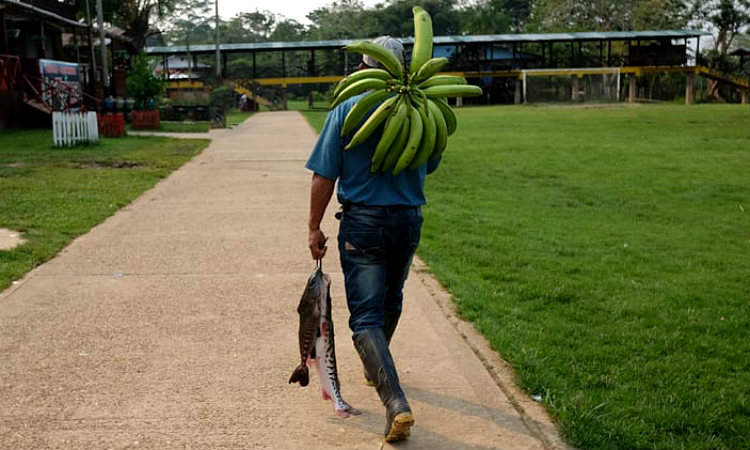 Colombia tiene su primera producción orgánica de plátano certificada