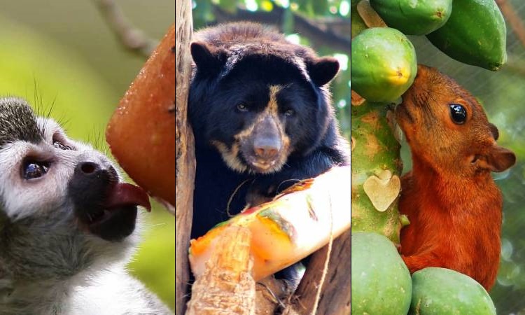 Millonaria donación para animales de zoológico colombiano garantizará su subsistencia