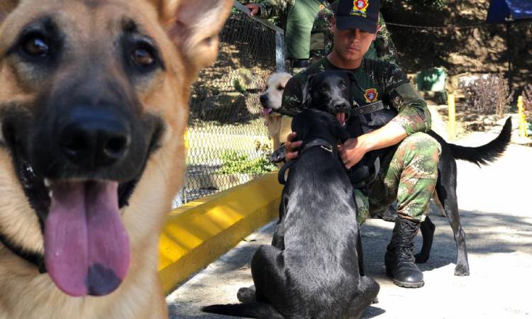 Héroes caninos militares buscan hogar, ¡conoce cómo puedes tener un valiente en casa!