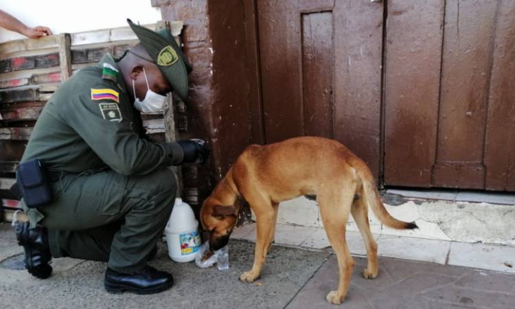 Perros y gatos abandonados reciben alimentos de la Policía Nacional de Colombia