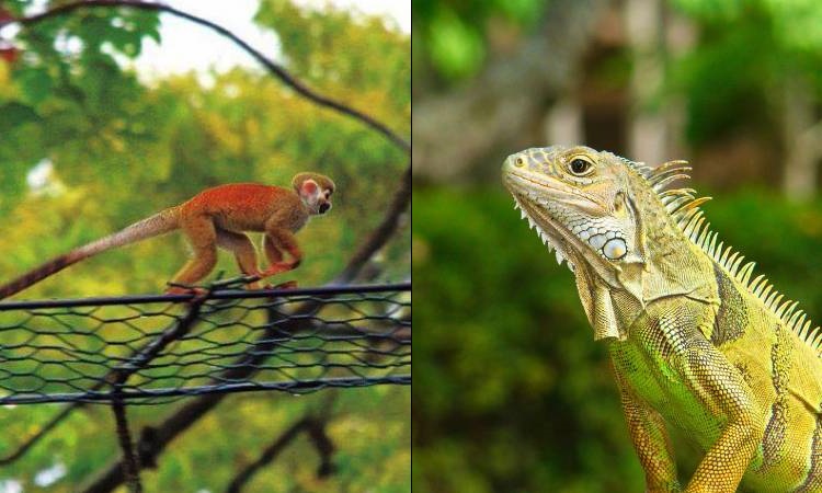 Pasos de fauna permiten que monos titís e iguanas disfruten de la ciudad en Medellín