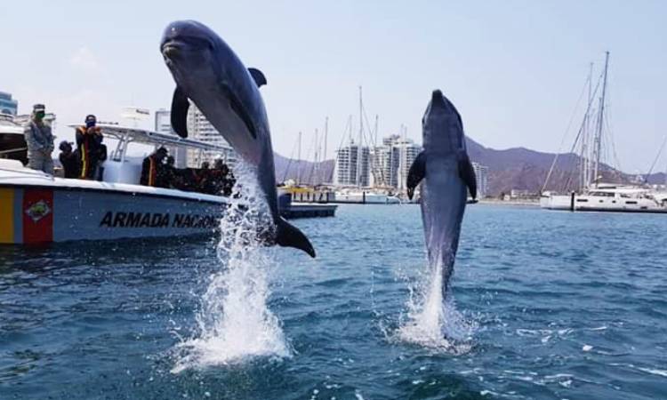 Delfines del acuario de Santa Marta podrían retomar su libertad, ¡ellos deciden!