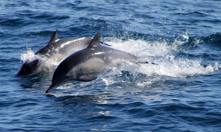 Manada de delfines fueron grabados en una playa en La Guajira