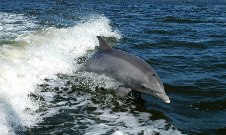 Los delfines se han convertido en visitantes habituales de las playas en Santa Marta