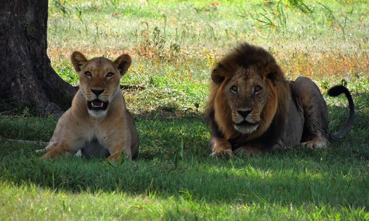 Leones sorprenden con cambio de comportamiento durante la cuarentena,  ¡Bellas imágenes! - La Nota Positiva