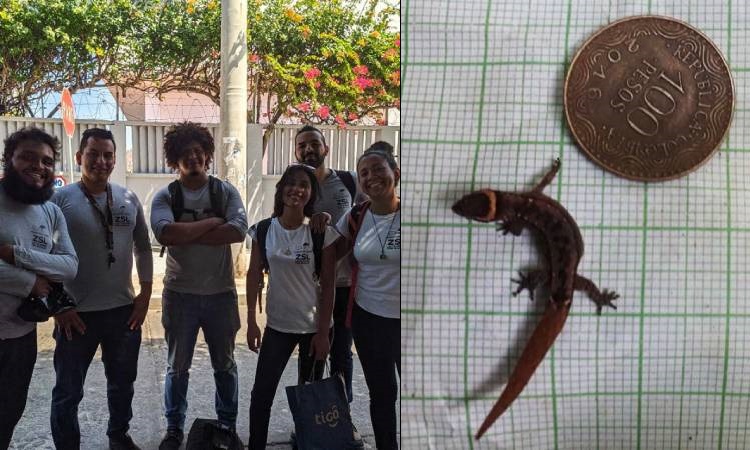 Investigadores hallaron en el parque Tayrona el lagarto más pequeño del mundo