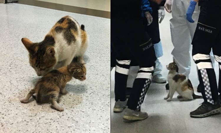 Gata cargó con su hocico a su cría enferma para llevarla a los médicos en un hospital