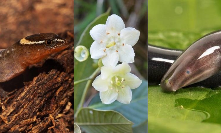 Algunas de las nuevas especies de fauna y flora descubiertas en Colombia en el 2020