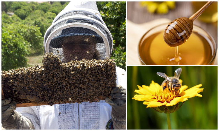 Inscríbete al Apiforo y vive una mañana dedicada a las abejas, ¡20 de mayo!