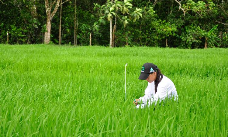 Por primera vez, arroz cultivado por mujeres será exportado a Estados Unidos