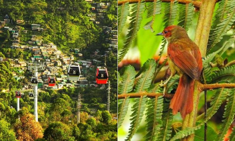 En Medellín detectaron nuevas especies de aves con innovadoras técnicas sonoras