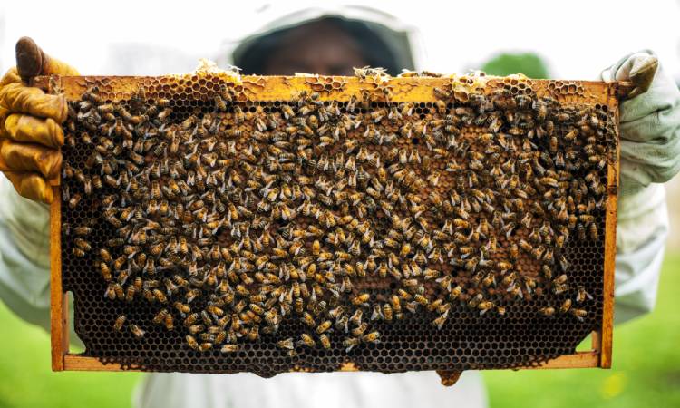Avances y desafíos del Gobierno Nacional para la apicultura en Colombia