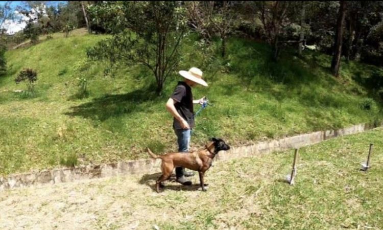 Entrenan perros en Antioquia para ser capaces de detectar a pacientes con coronavirus