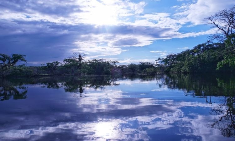Razones para entender por qué la Amazonía es un tesoro entre las selvas del mundo