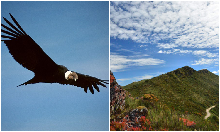 Avistan a un cóndor de los Andes en el Parque Nacional Natural Chingaza