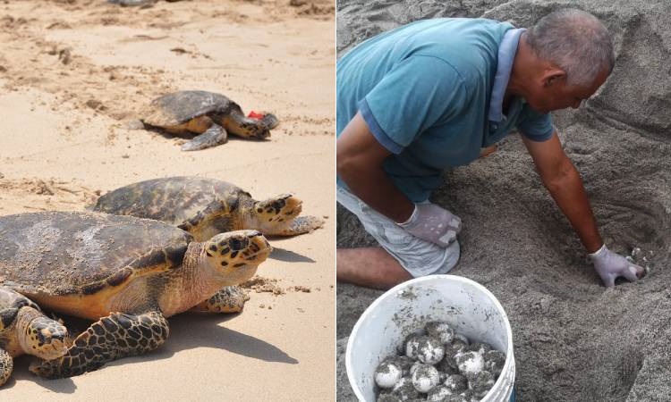 El Parque Nacional Natural Tayrona recibe tortugas marinas para su proceso de anidación