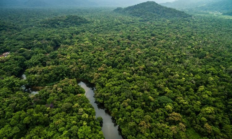 Deforestación se redujo notablemente en Colombia en 2020 ¡La estrategia funciona!