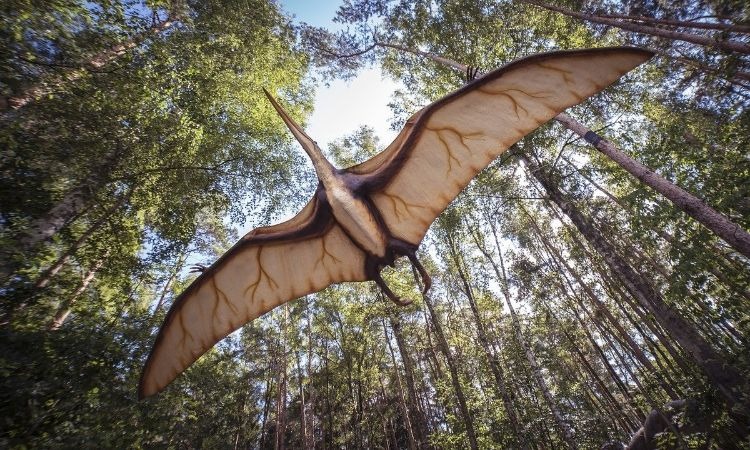 El hallazgo del primer fósil de pterosaurio en Colombia_ un volador de la prehistoria