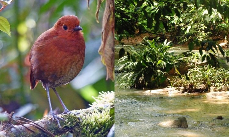 Hallan una nueva especie de ave en Colombia