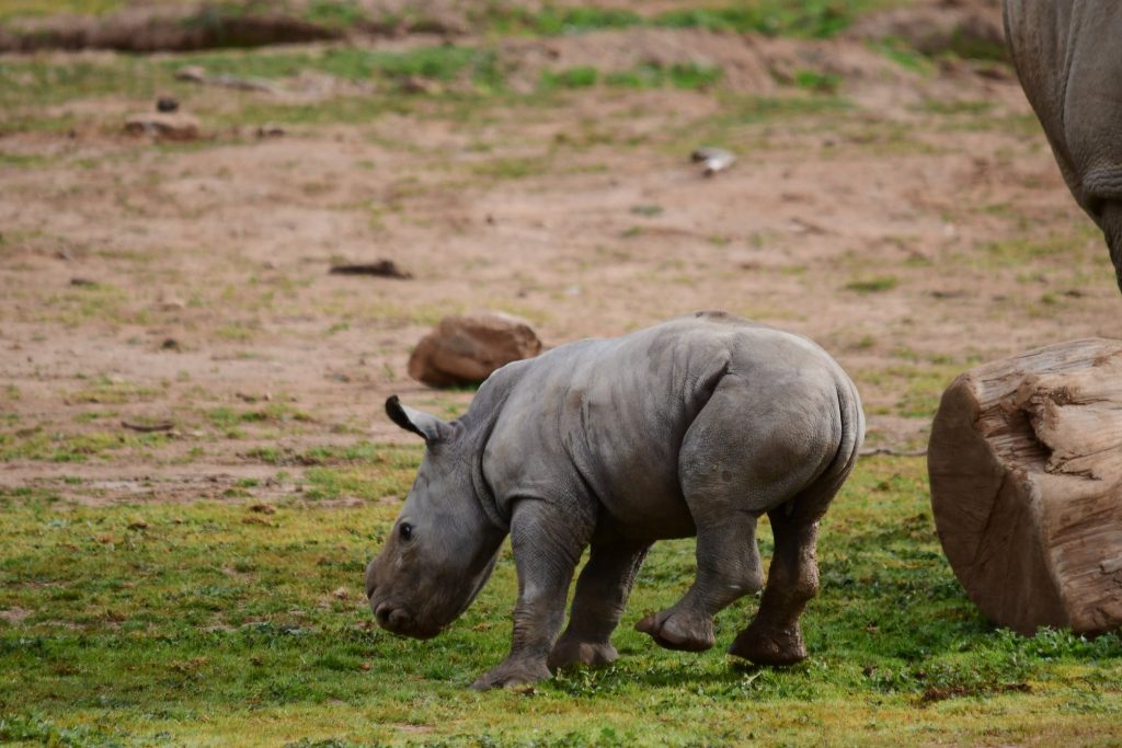 Nace en Australia un rinoceronte blanco ¡Una esperanza para la especie!