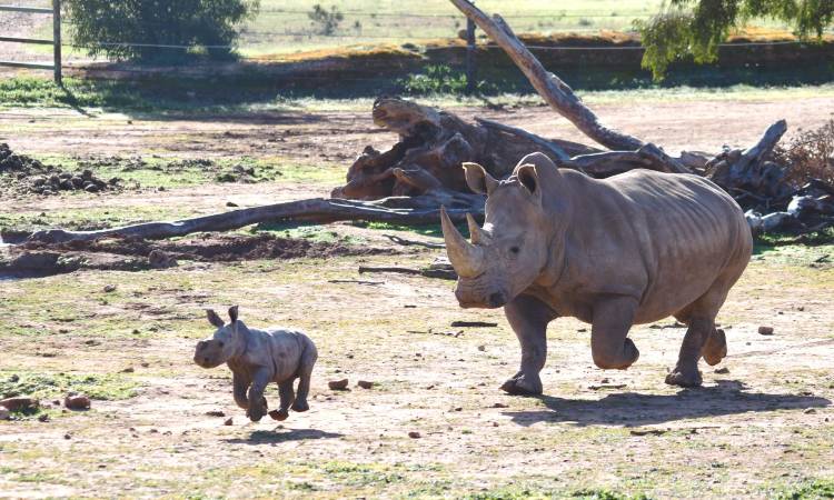 Nace en Australia un rinoceronte blanco ¡Una esperanza para la especie!