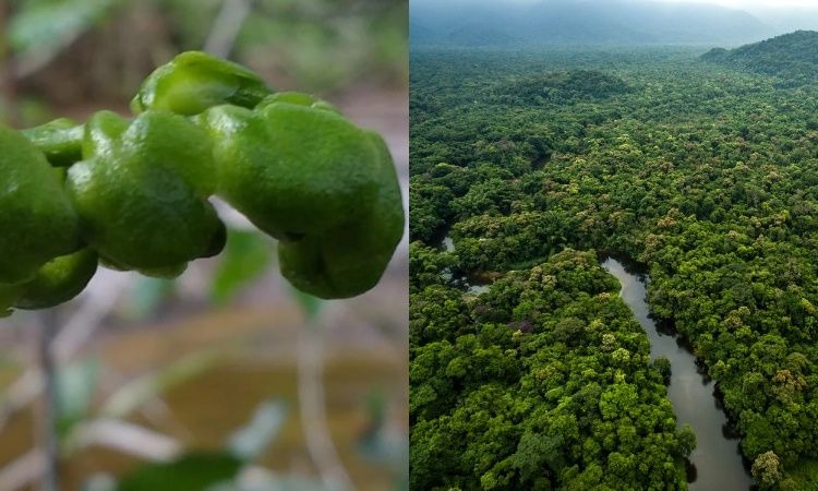 Hallan dos nuevas especies de plantas en la Amazonía de Colombia