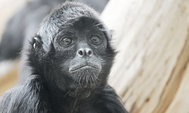 Mono en peligro de extinción nace en un zoológico de Medellín