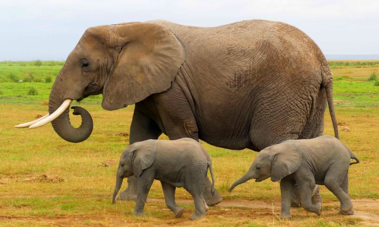 Nacieron 140 elefantes en Kenia ¡Hay esperanza para la especie!
