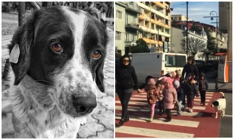 El valiente perro callejero que detiene el tráfico y ayuda a niños a cruzar la calle