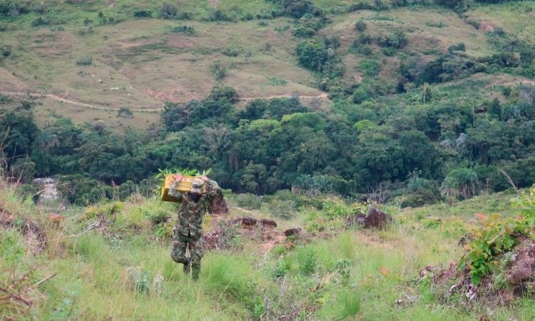 Ejército siembra más de 5 mil árboles en Tolima y deja un legado para los niños del país