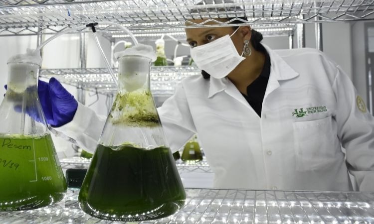 Microalgas descontaminan ciénagas en Colombia y son premiadas a nivel internacional