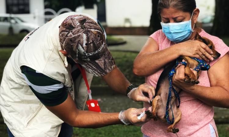 Ciudad colombiana establece Sisben para perros y gatos en situación vulnerable