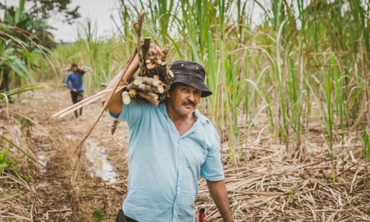 Programas agrícolas de Colombia reciben cofinanciación millonaria de la Unión Europea