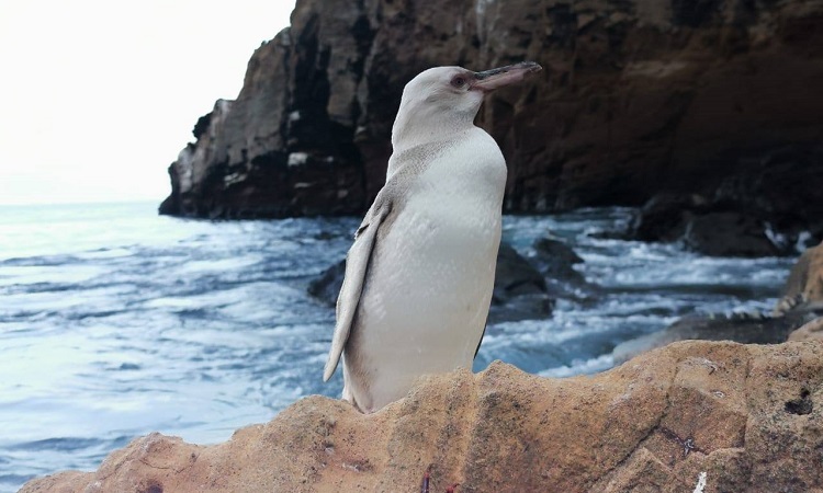 Avistan por primera vez un pingüino blanco en las Islas Galápagos