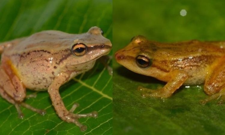 Hallan dos nuevas especies de ranas en el Parque Chingaza