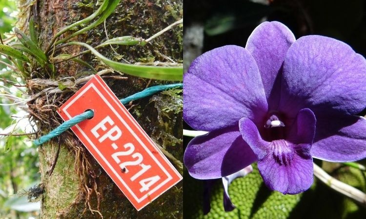 Identifican cinco nuevas especies de orquídeas en Colombia