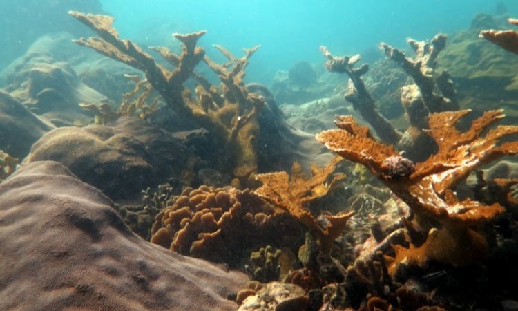 Corales de Varadero, uno de los ecosistemas más poderosos que tiene Colombia