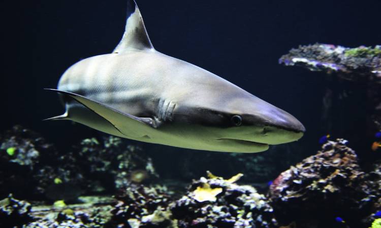 Prohibida la pesca artesanal de tiburones en los océanos de Colombia