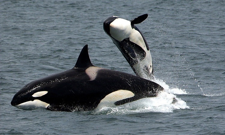 Canadá prohíbe cautiverio de ballenas y delfines con fines de entretenimiento