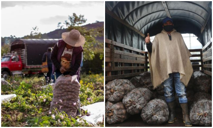 Pequeños productores de papa podrán vender sus productos en peajes de Cundinamarca