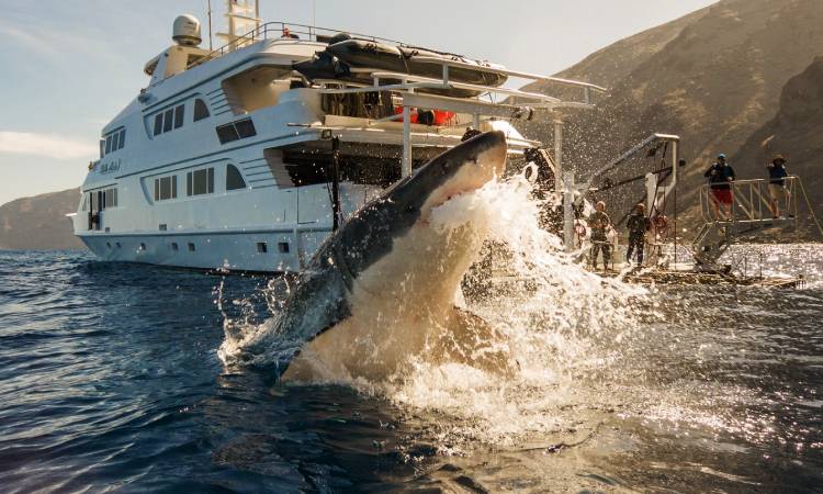 National Geographic felicita a Colombia por prohibir la pesca de tiburón