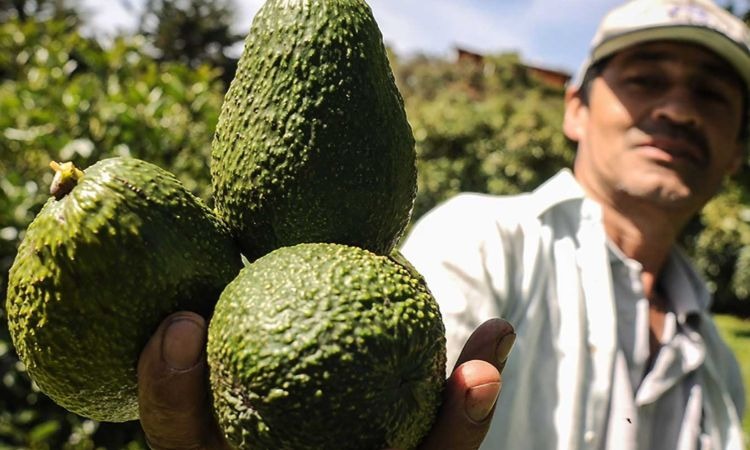 Colombia entró al selecto grupo de países que promueve el aguacate a nivel mundial