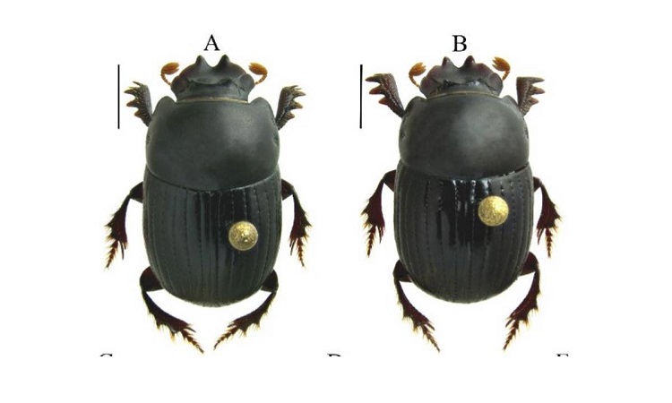 Descubren nuevo escarabajo miniatura en Colombia: hallazgo para la ciencia