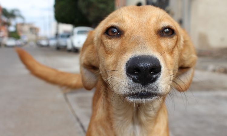 Donan más de 5 toneladas para alimentar perros callejeros de Colombia