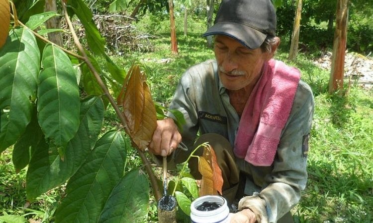 El proyecto de 235 campesinos que alrededor del cacao brilla como emprendimiento