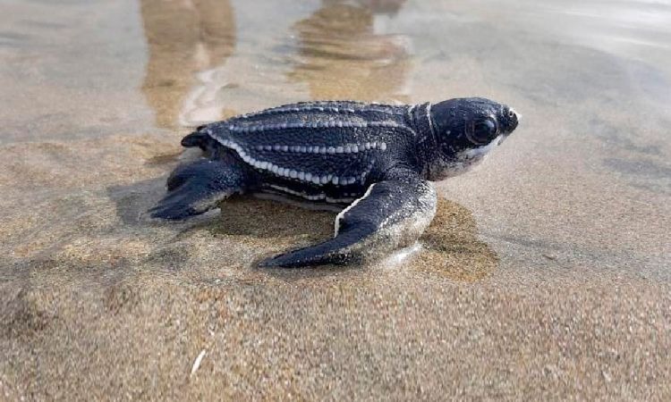 Histórico nacimiento de 38 tortugas marinas de la especie laud la más grande del mundo